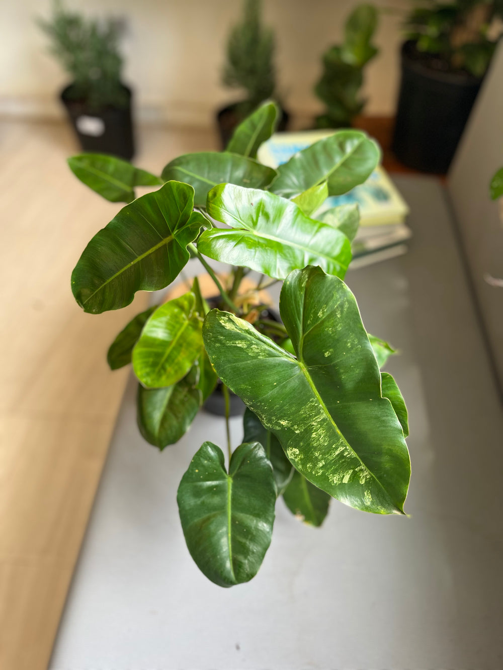 Philodendron Burle Marx Variegado 5”