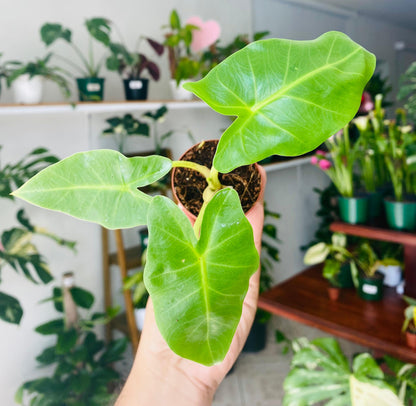 Alocasia Lime 2"