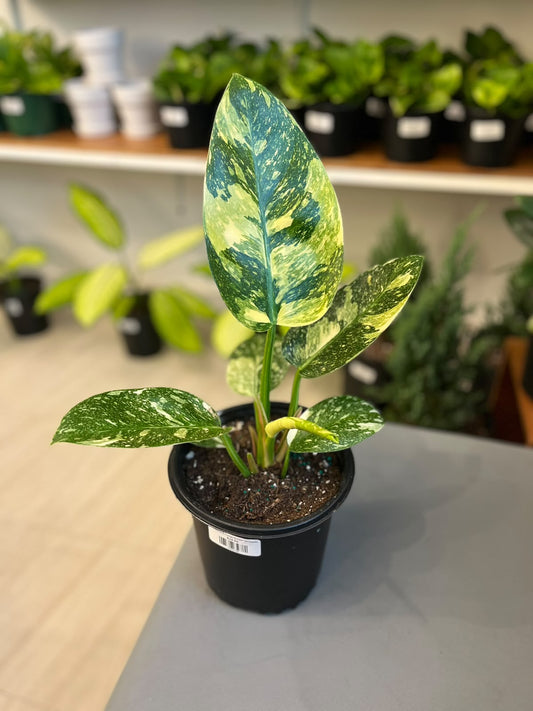 Philodendron Congo Nuclear variegado 1G