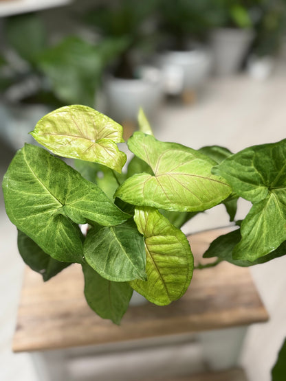 Syngonium Red Vein