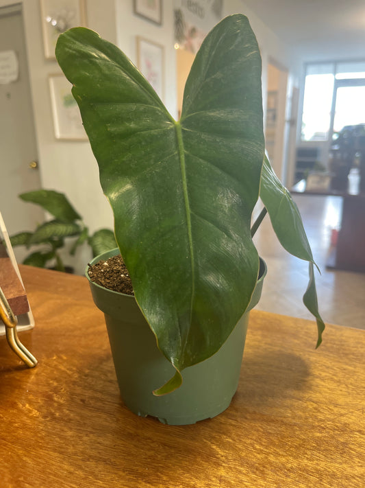 Philodendron Erubescens 5”