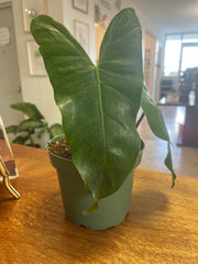 Philodendron Erubescens 5”