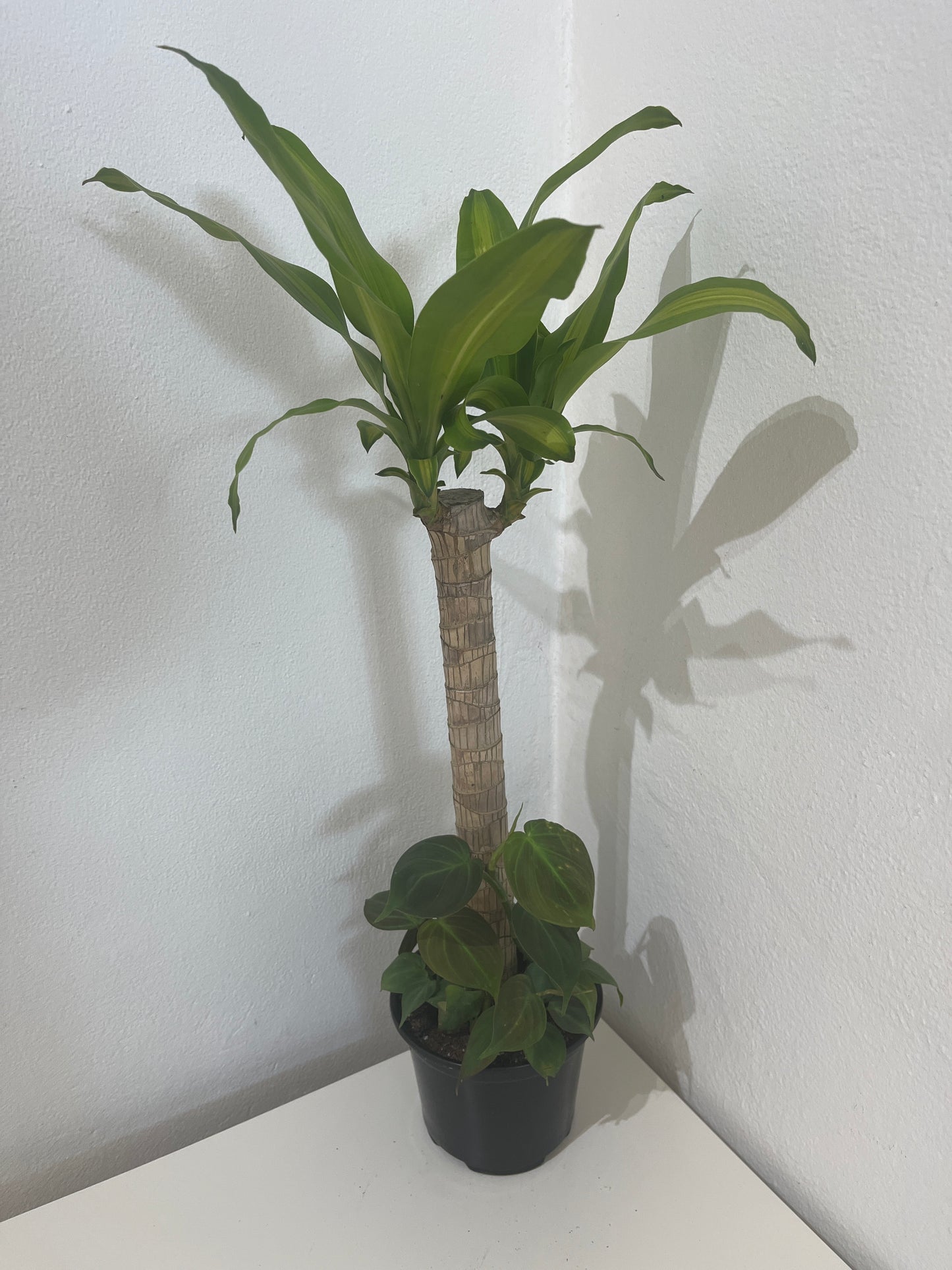 Tronco de Brasil con Philodendron Micans 6”
