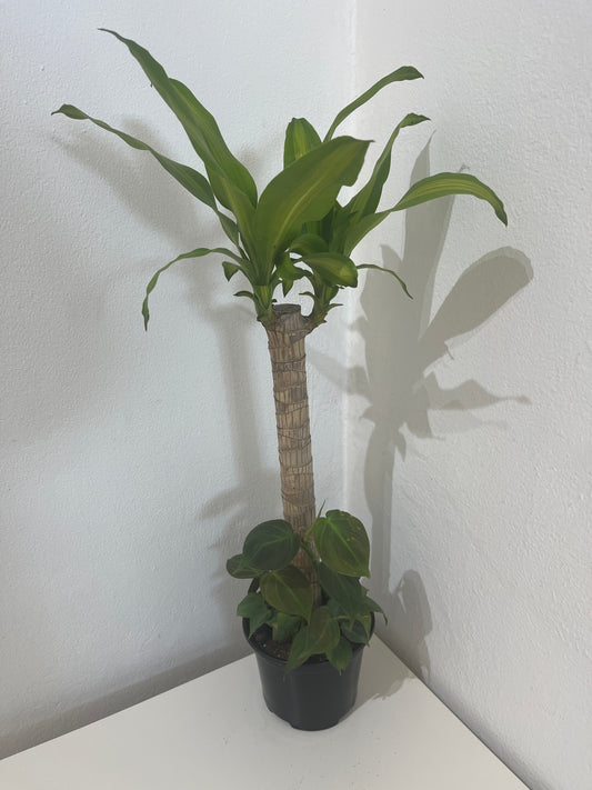 Tronco de Brasil con Philodendron Micans 6”