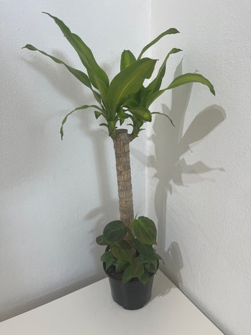 Tronco de Brasil con Philodendron Micans 6”