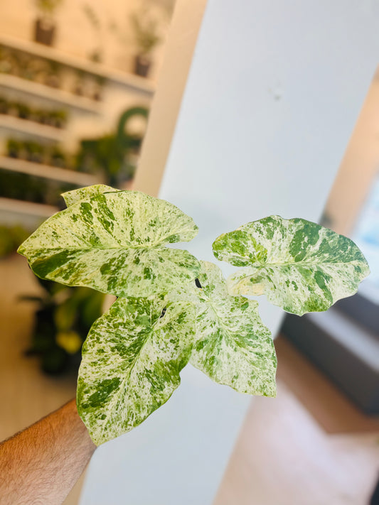 Alocasia Odora Batik 6”