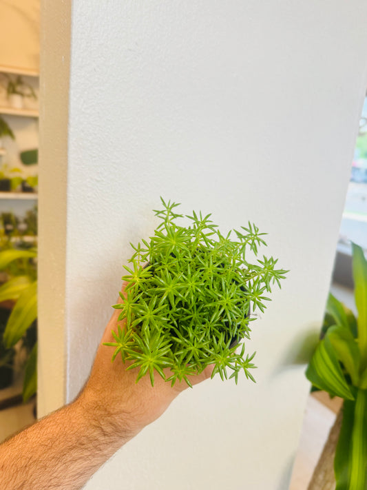 Sedum 4”