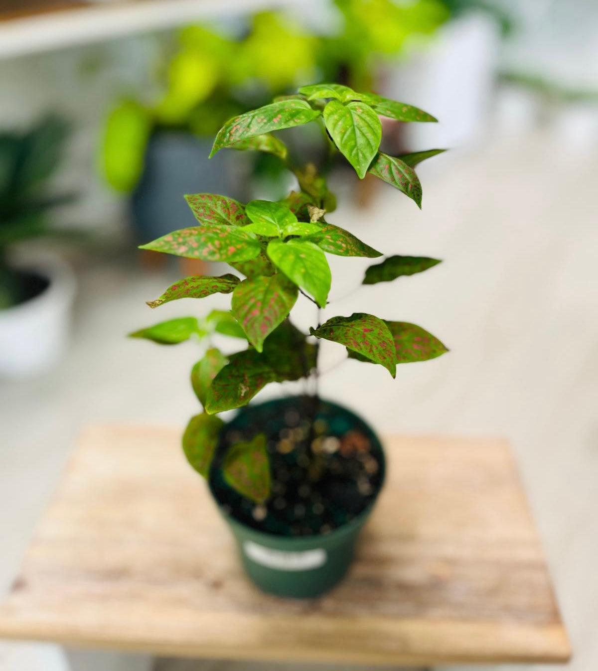 Polka Dot Plant