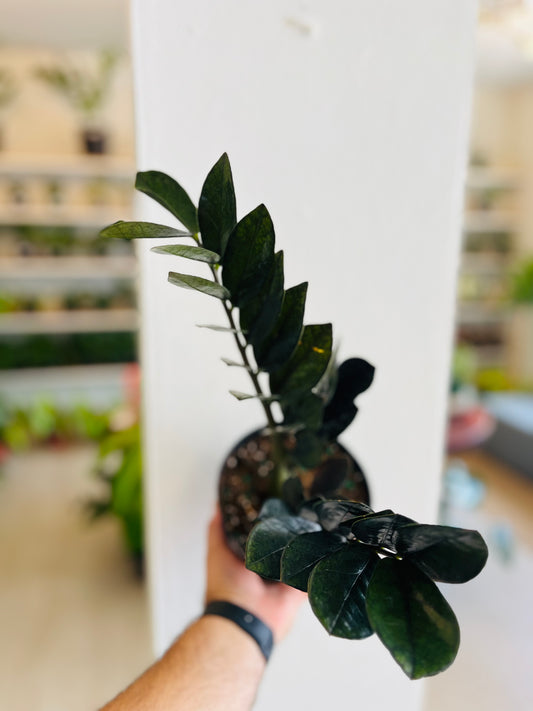 Eternity Black 6”