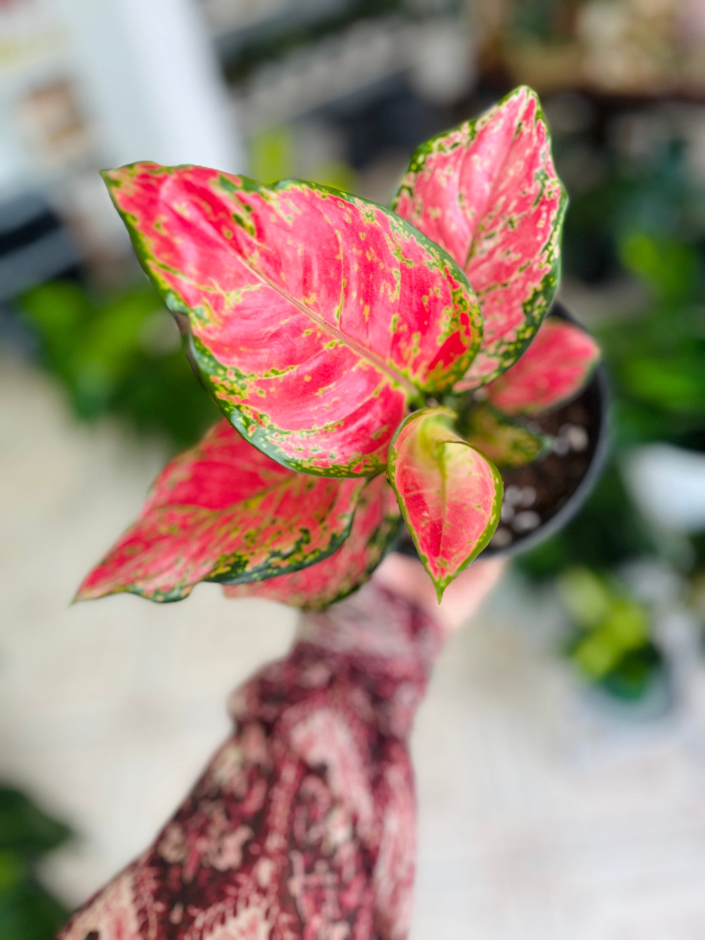 Aglaonema Cherry Baby