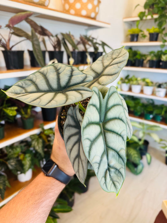 Alocasia Silver Dragon