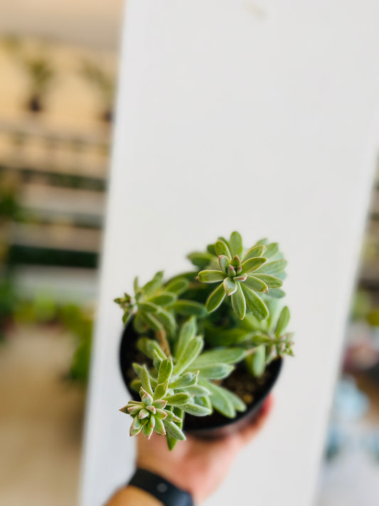 Sedum Copal 6”