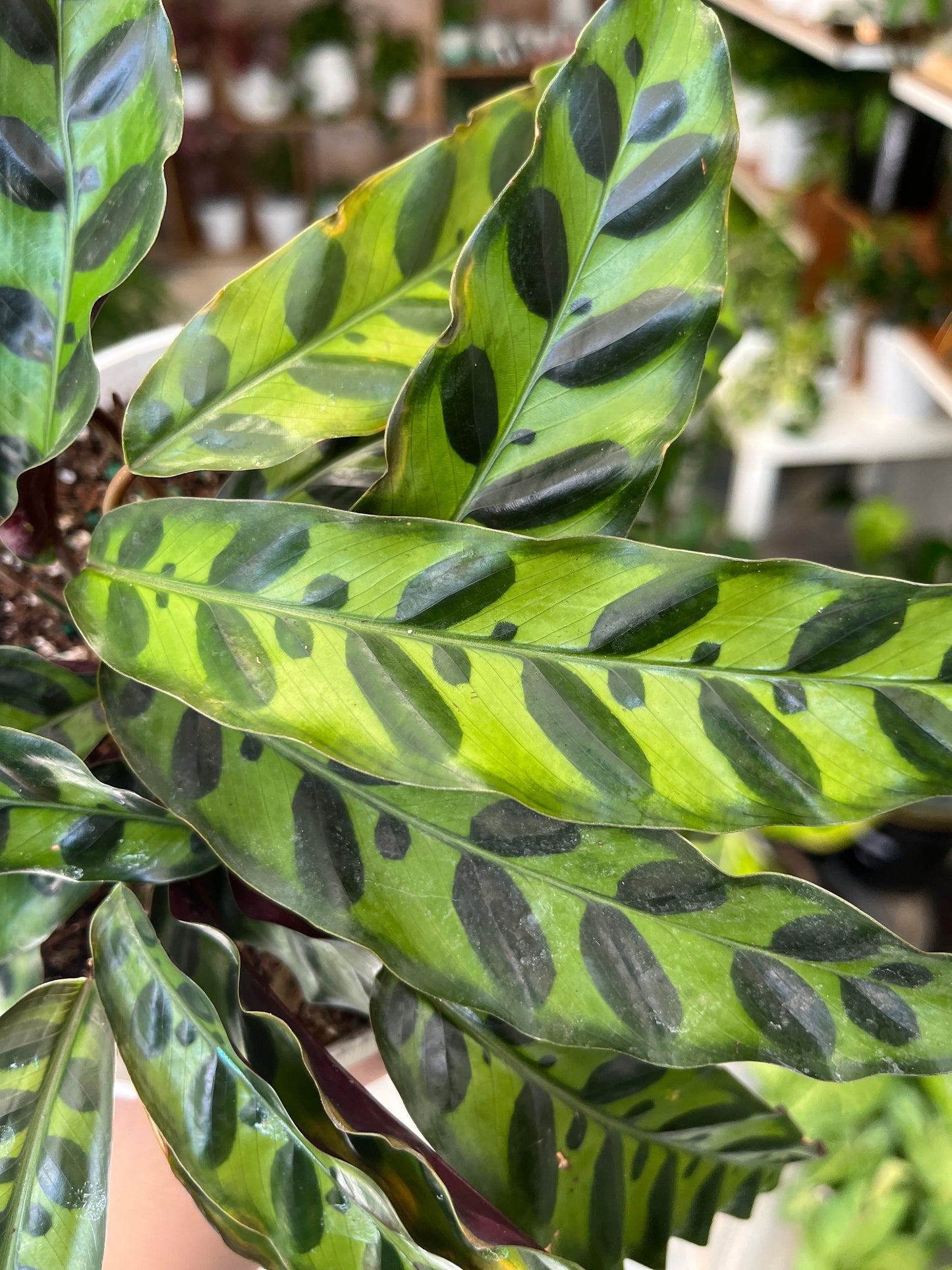 Calathea Rattlesnake