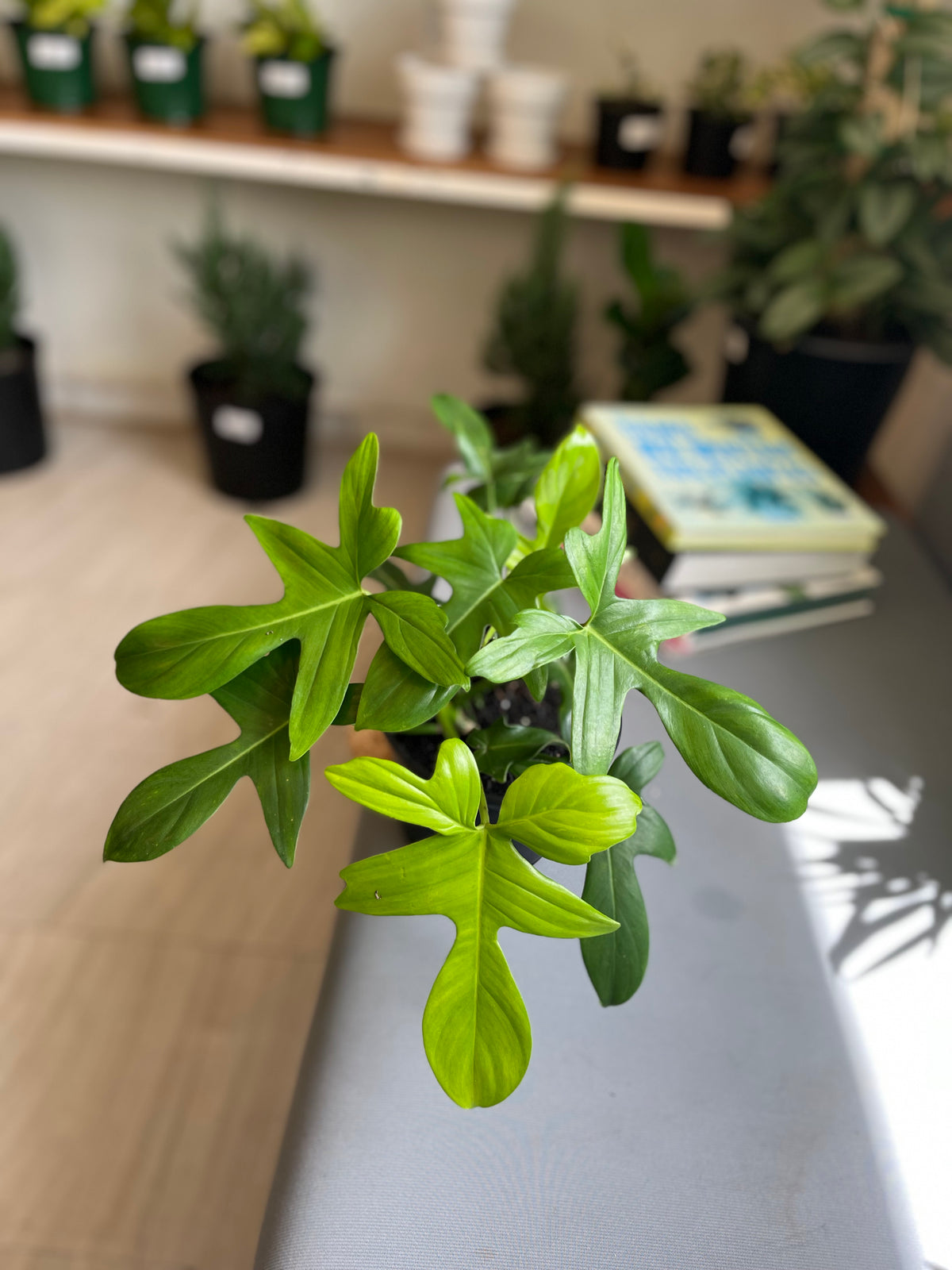 Philodendron Florida 5”