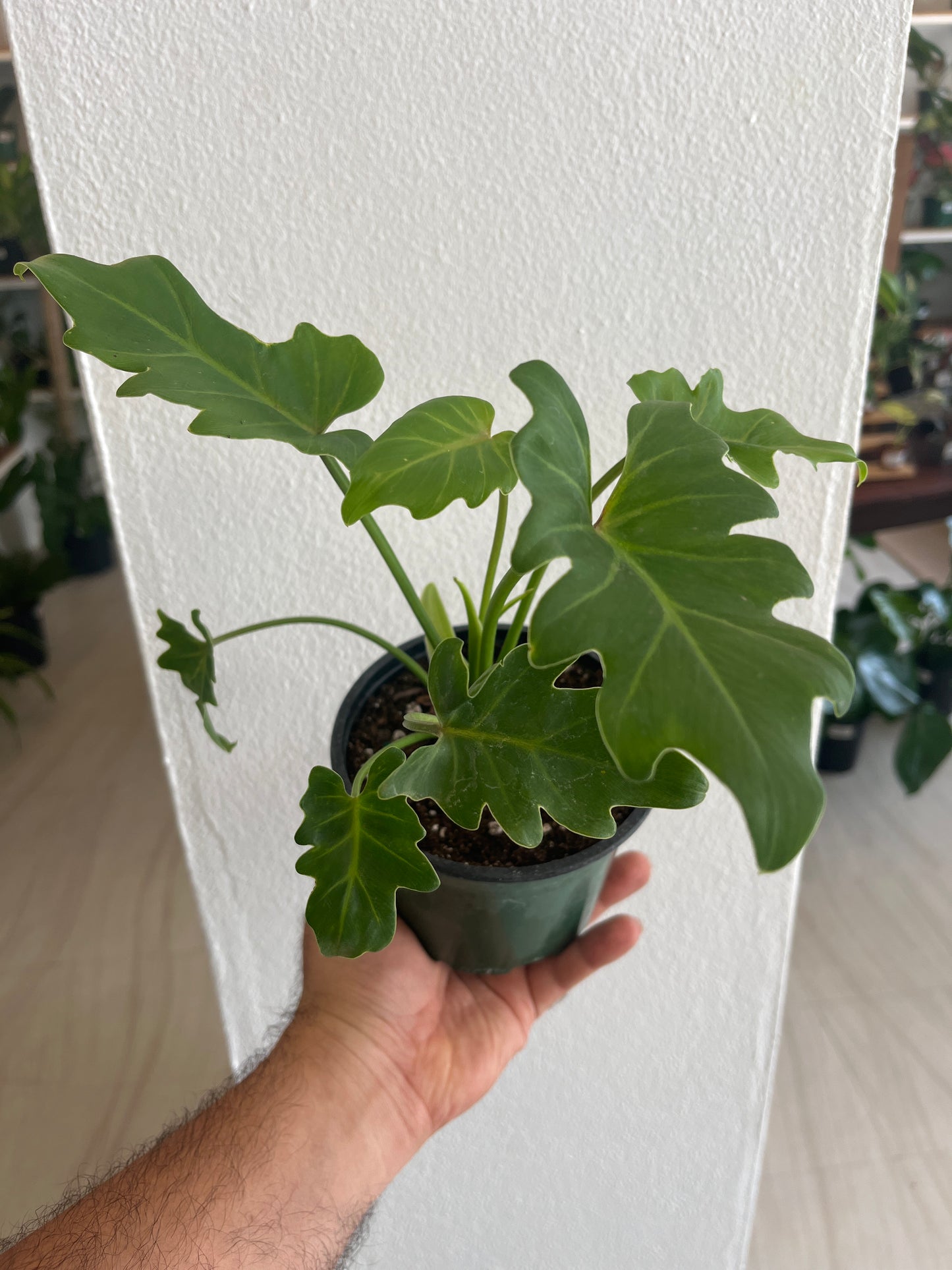 Philodendron Xanadu 4”