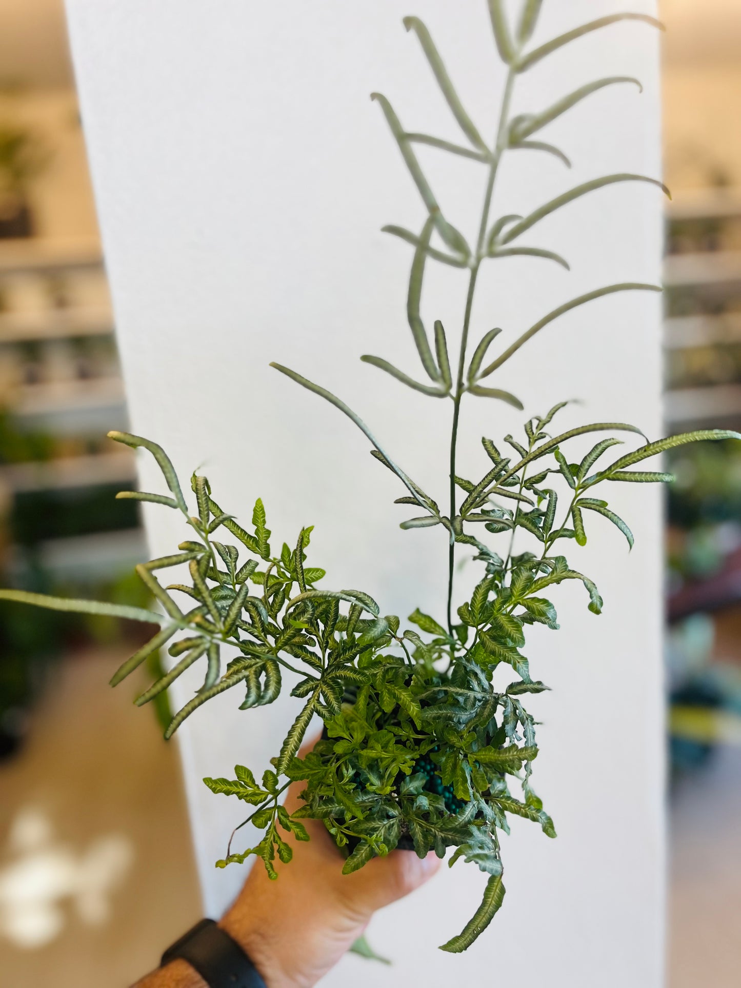 Helecho Pteris Cretica 4”