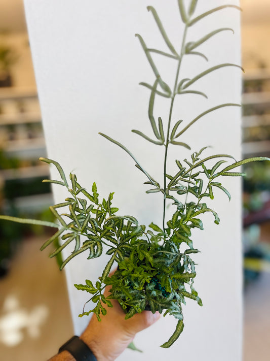 Helecho Pteris Cretica 4”