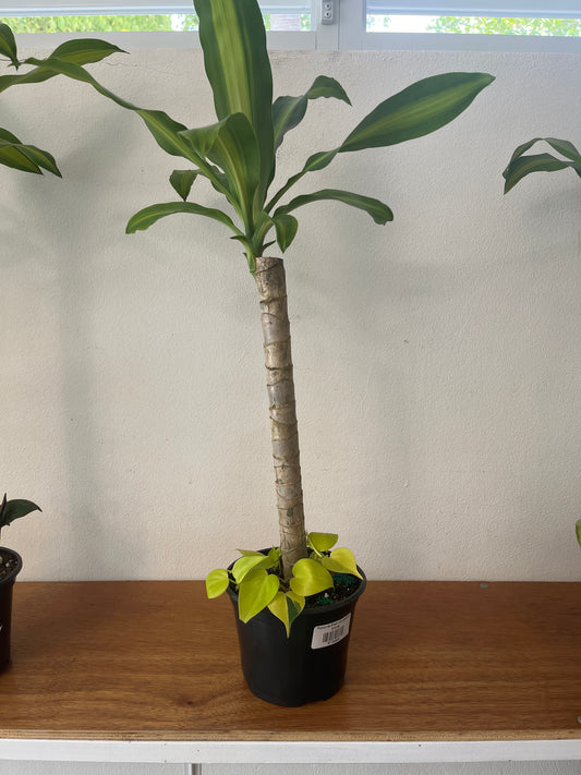 Tronco de Brasil con Philodendron Neón 6”