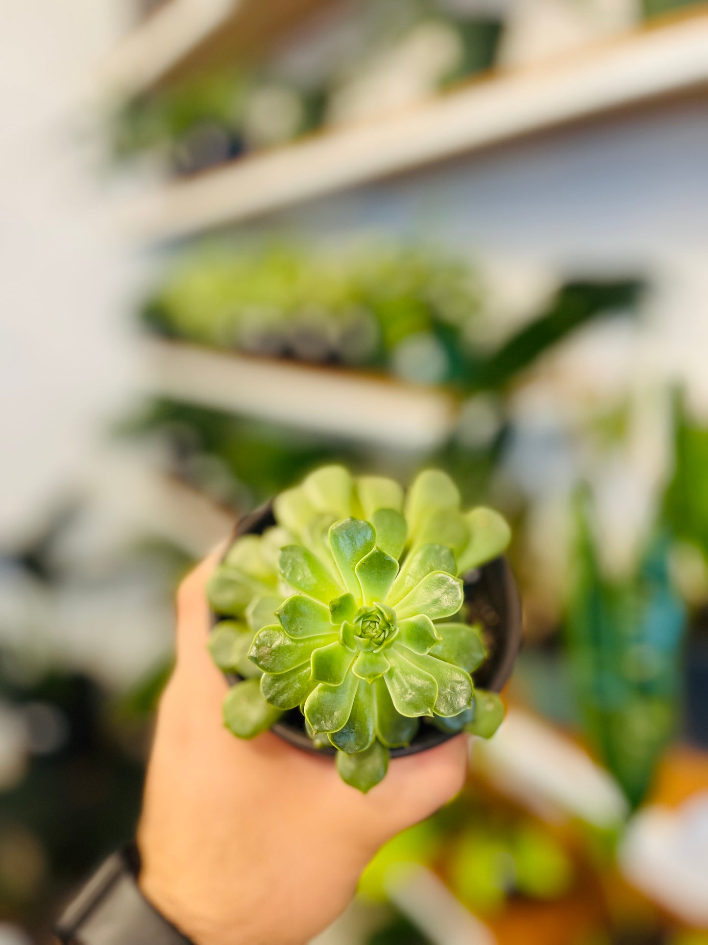 Echeveria Emerald Ripple 4”
