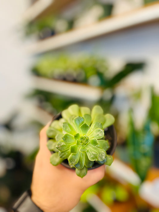Echeveria Emerald Ripple 4”