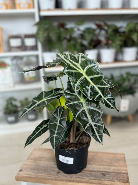 Alocasia Polly