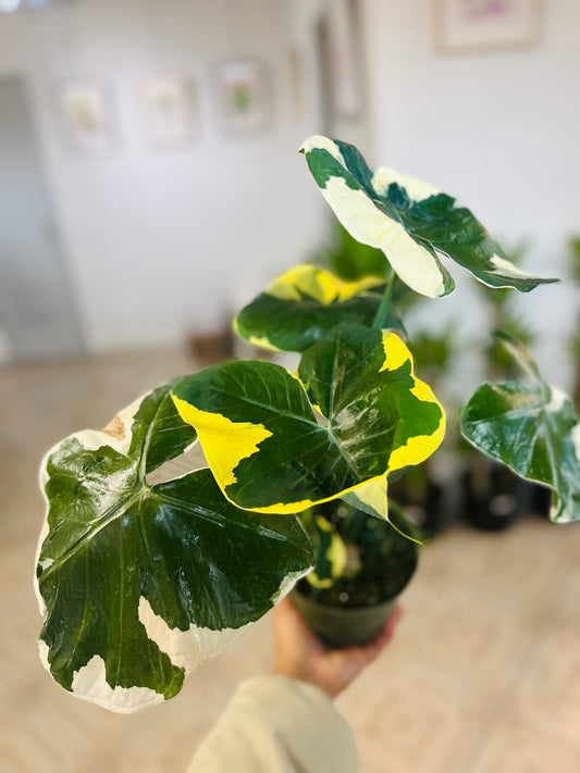 Alocasia Mickey Mouse 6”