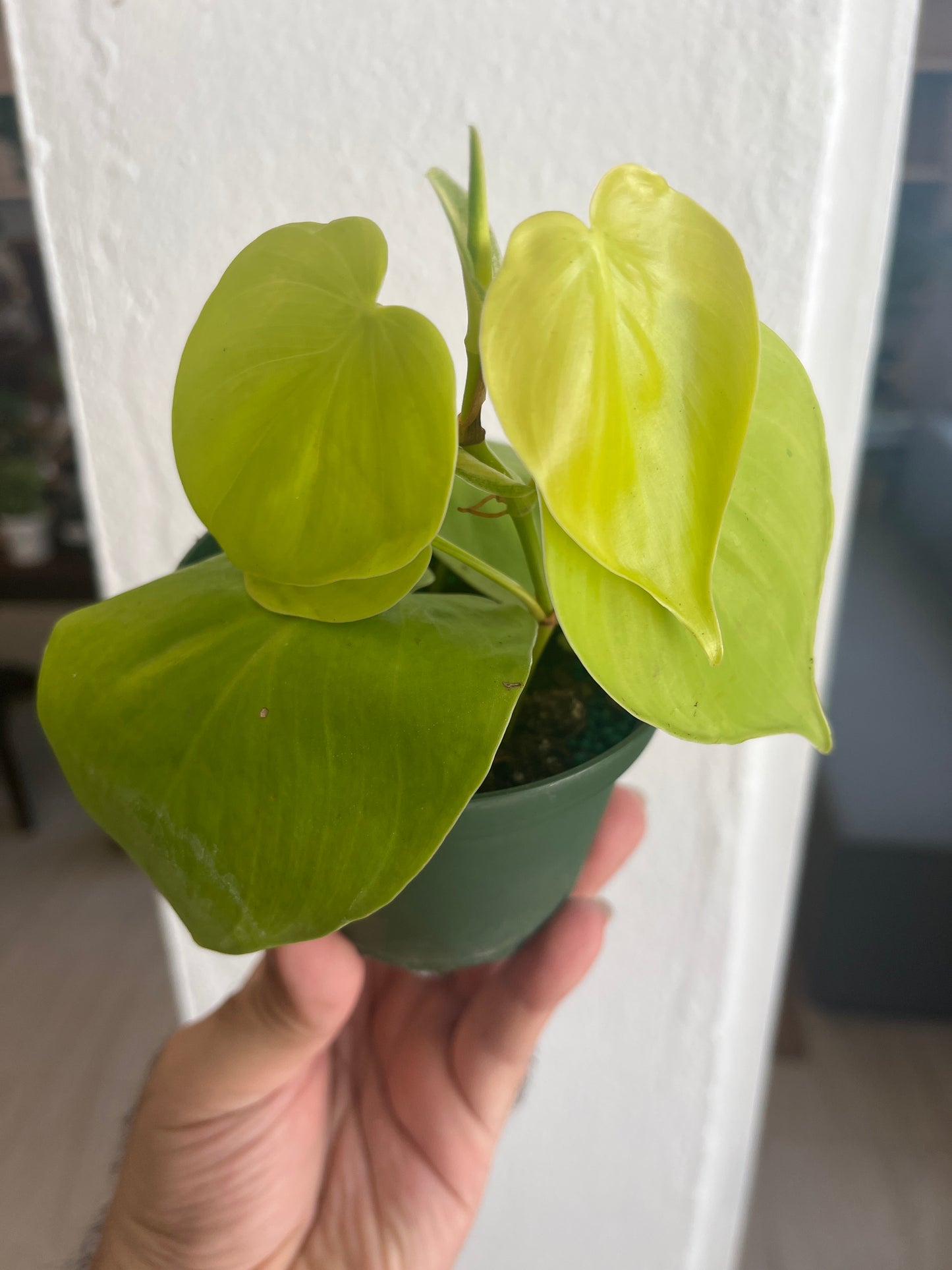 Philodendron Neón 4”
