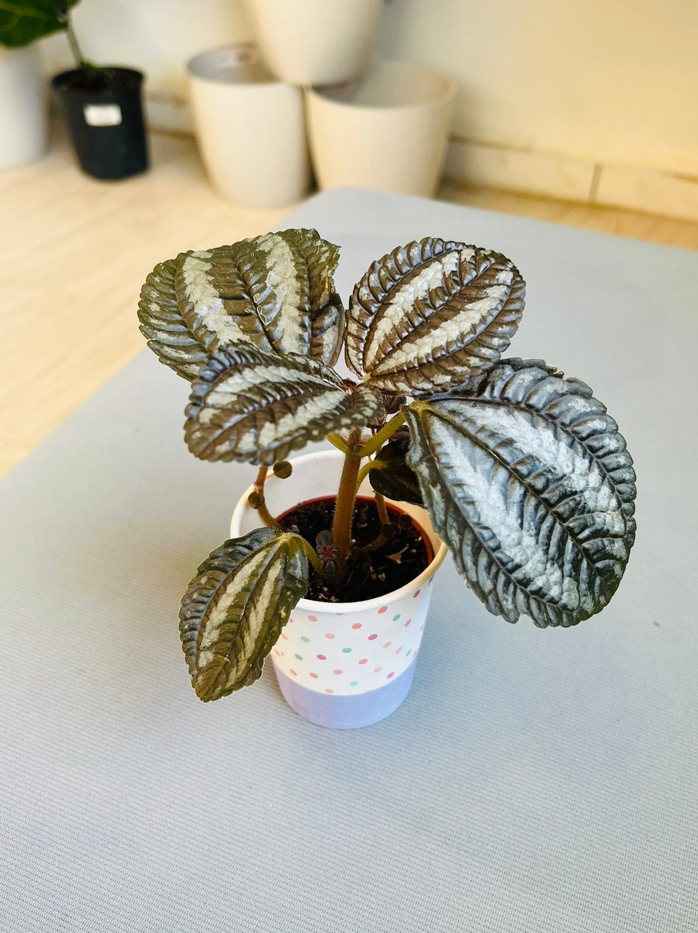 Pan Am Pilea 2”