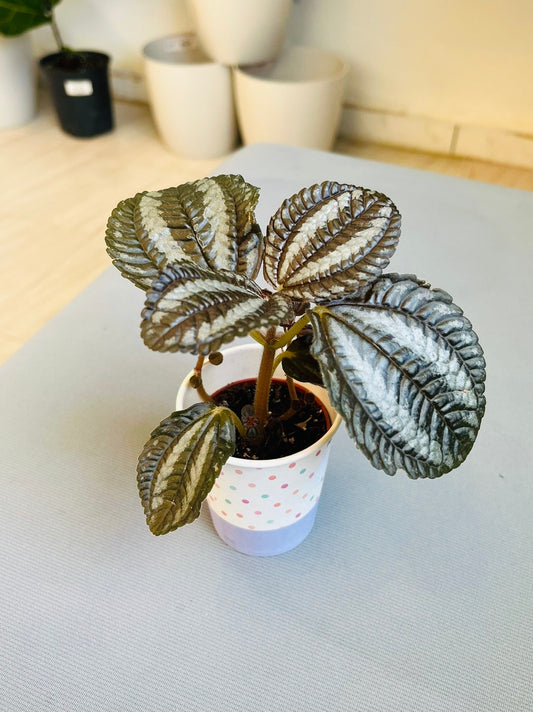 Pan Am Pilea 2”