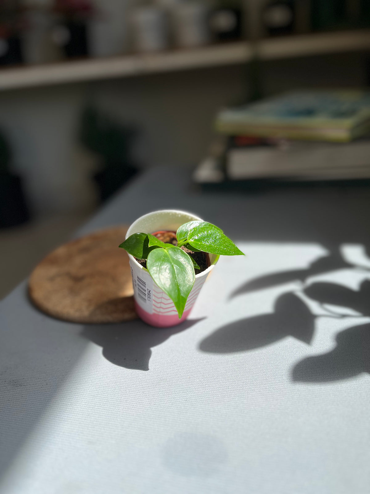 Anturio Mini 2”
