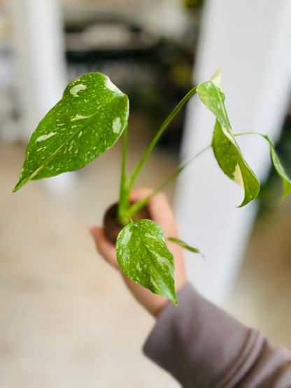 Monstera Thai Constellation 2"