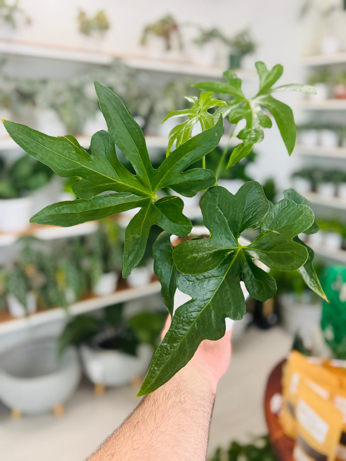 Anthurium podophyllum