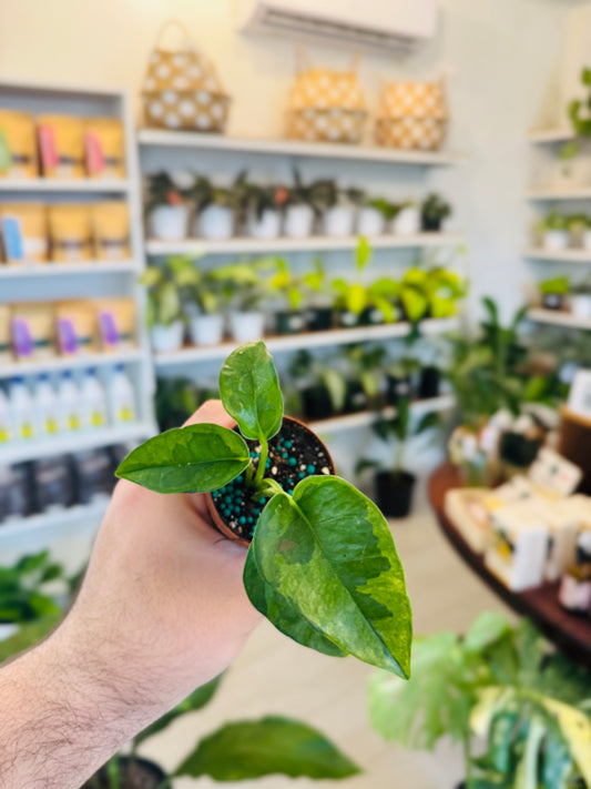 Mini Pothos Lemon Meringue