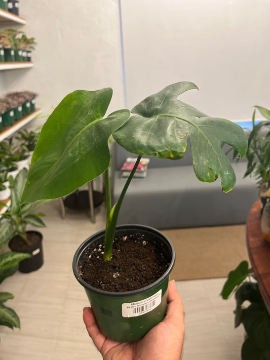 Monstera Deliciosa 5”