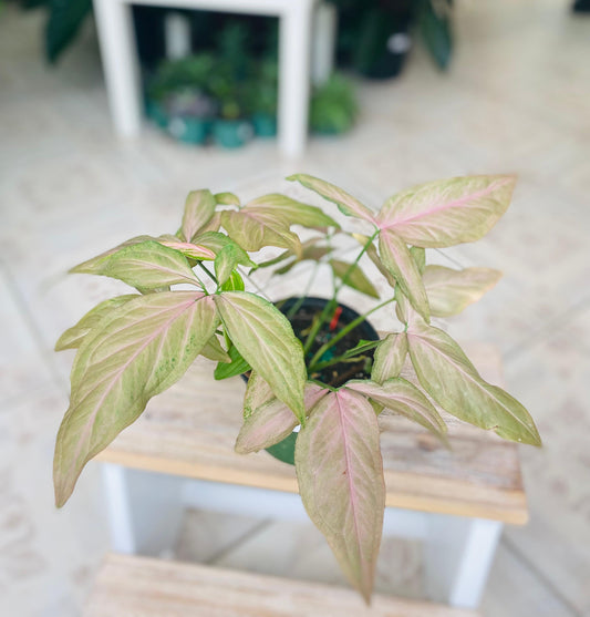 Syngonium Pink Perfection