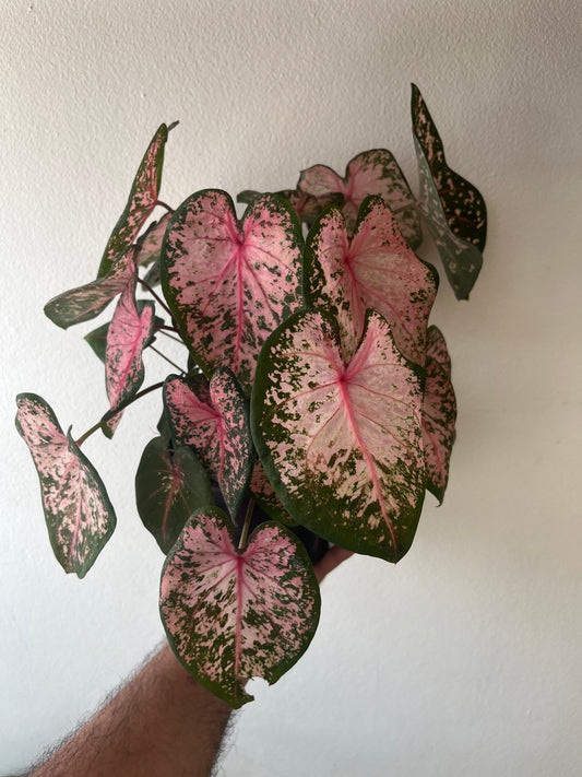 Caladium Pink Beauty 6”