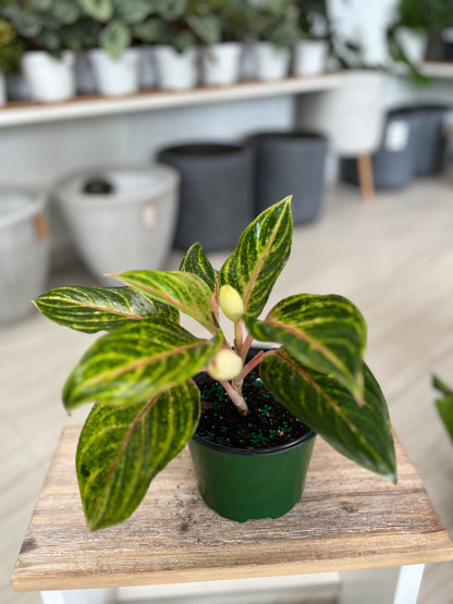 Aglaonema Pinky Pie