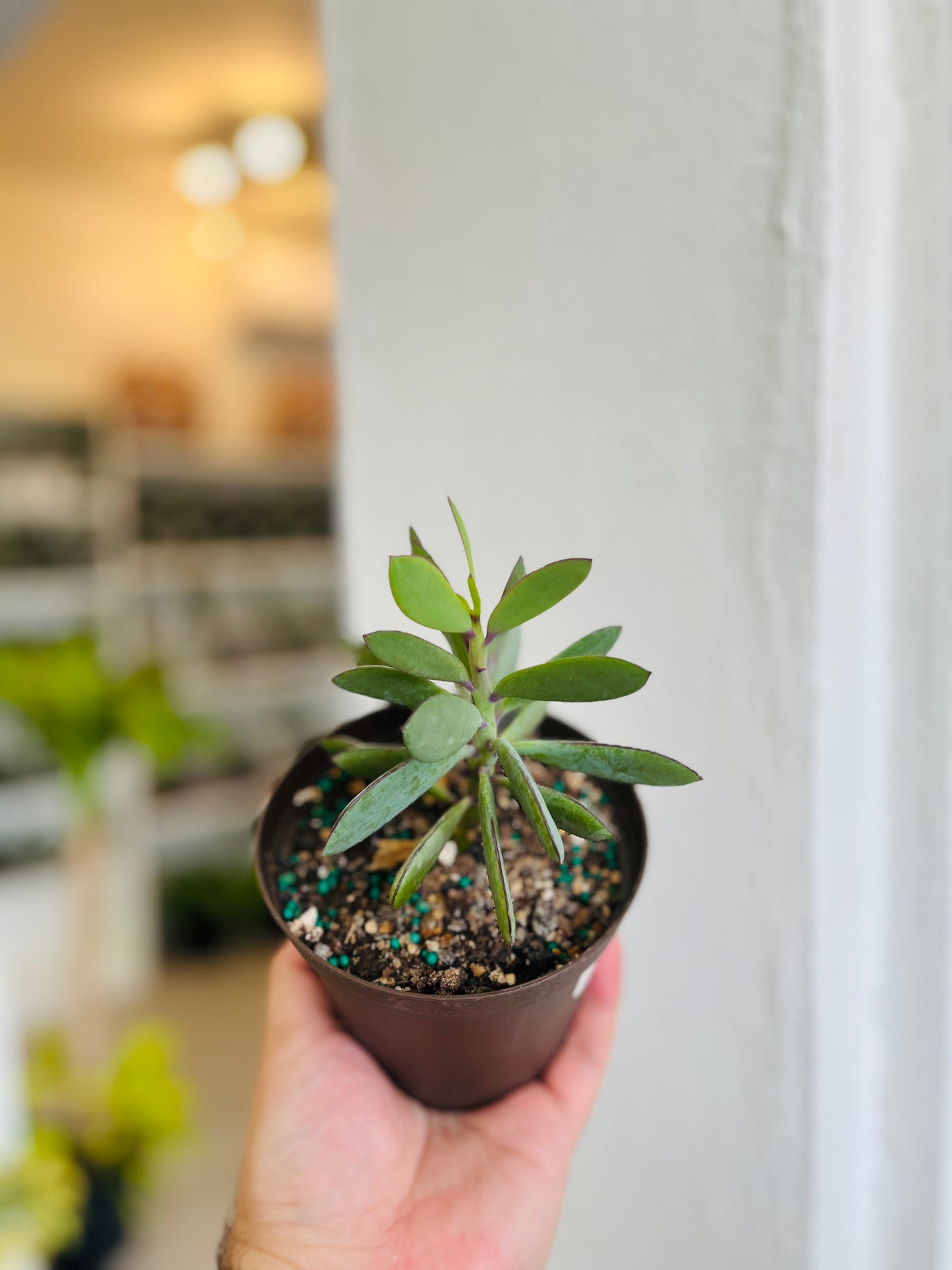 Senecio Crassissimus 4”