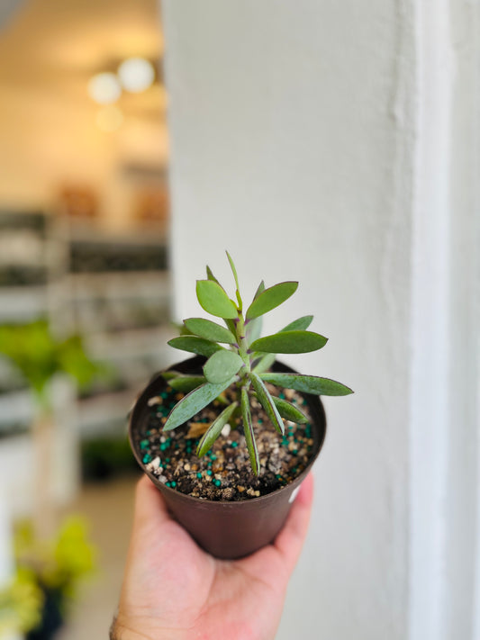 Senecio Crassissimus 4”