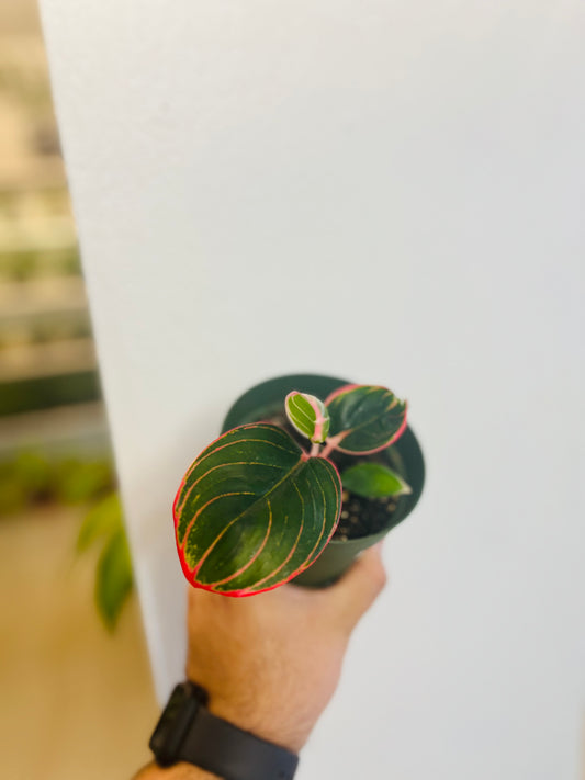 Aglaonema khanza 4”