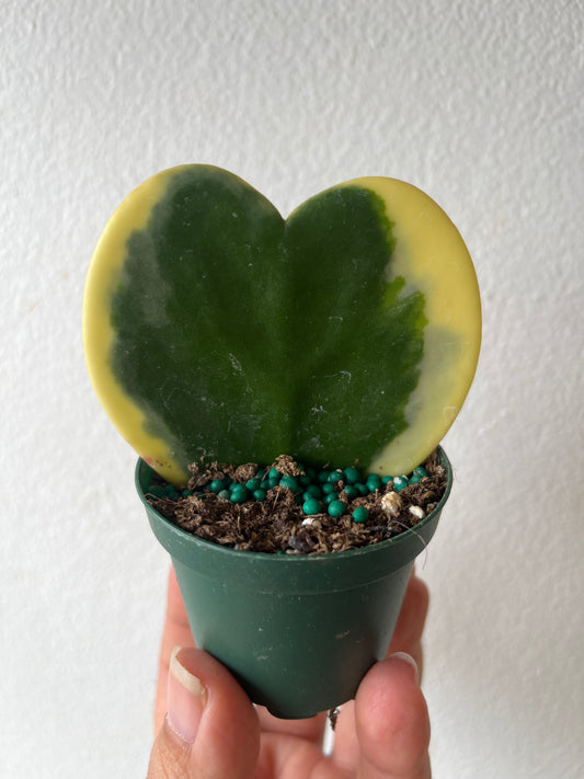 Hoya Kerii Variegado 2”