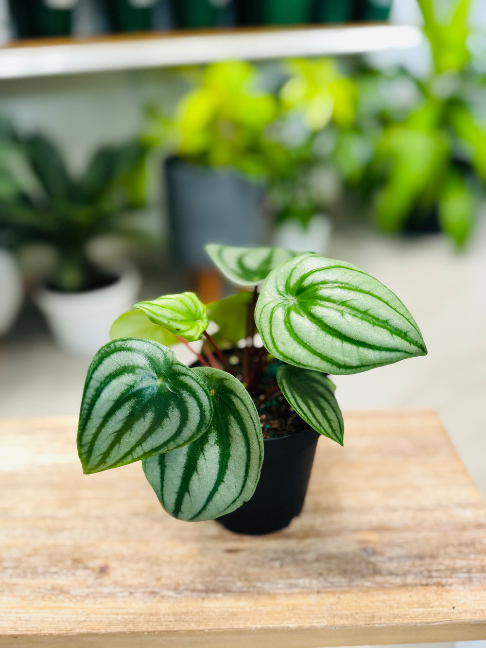 Peperomia Watermelon 4”