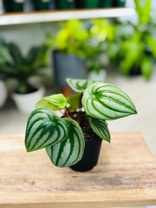 Peperomia Watermelon