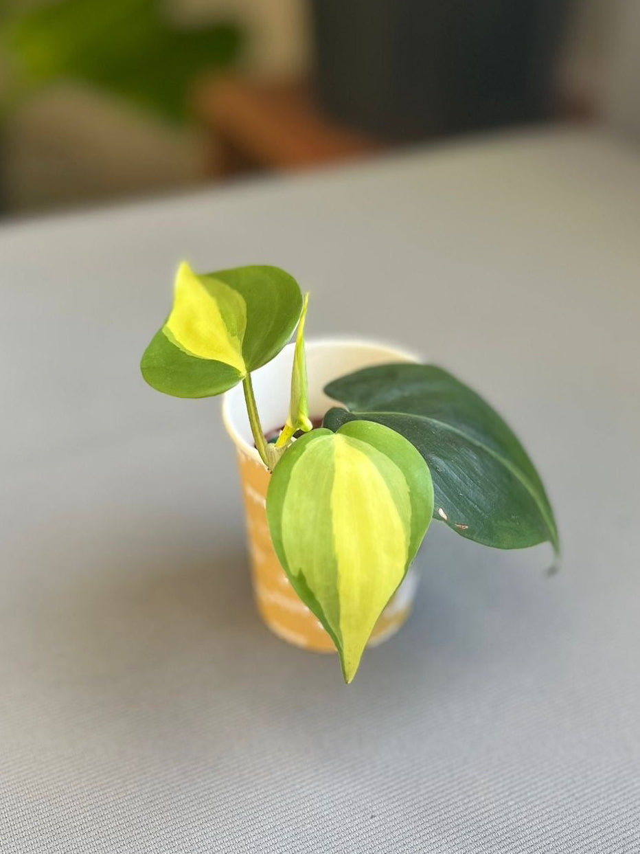 Philodendron Brasil 2”