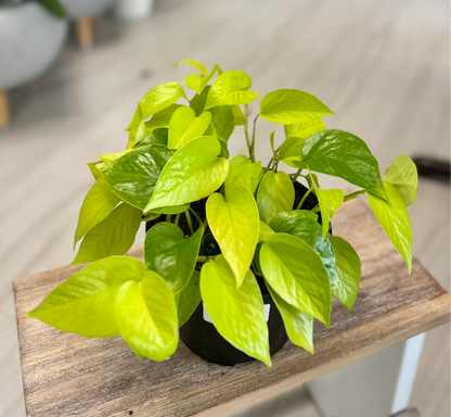 Pothos Neon