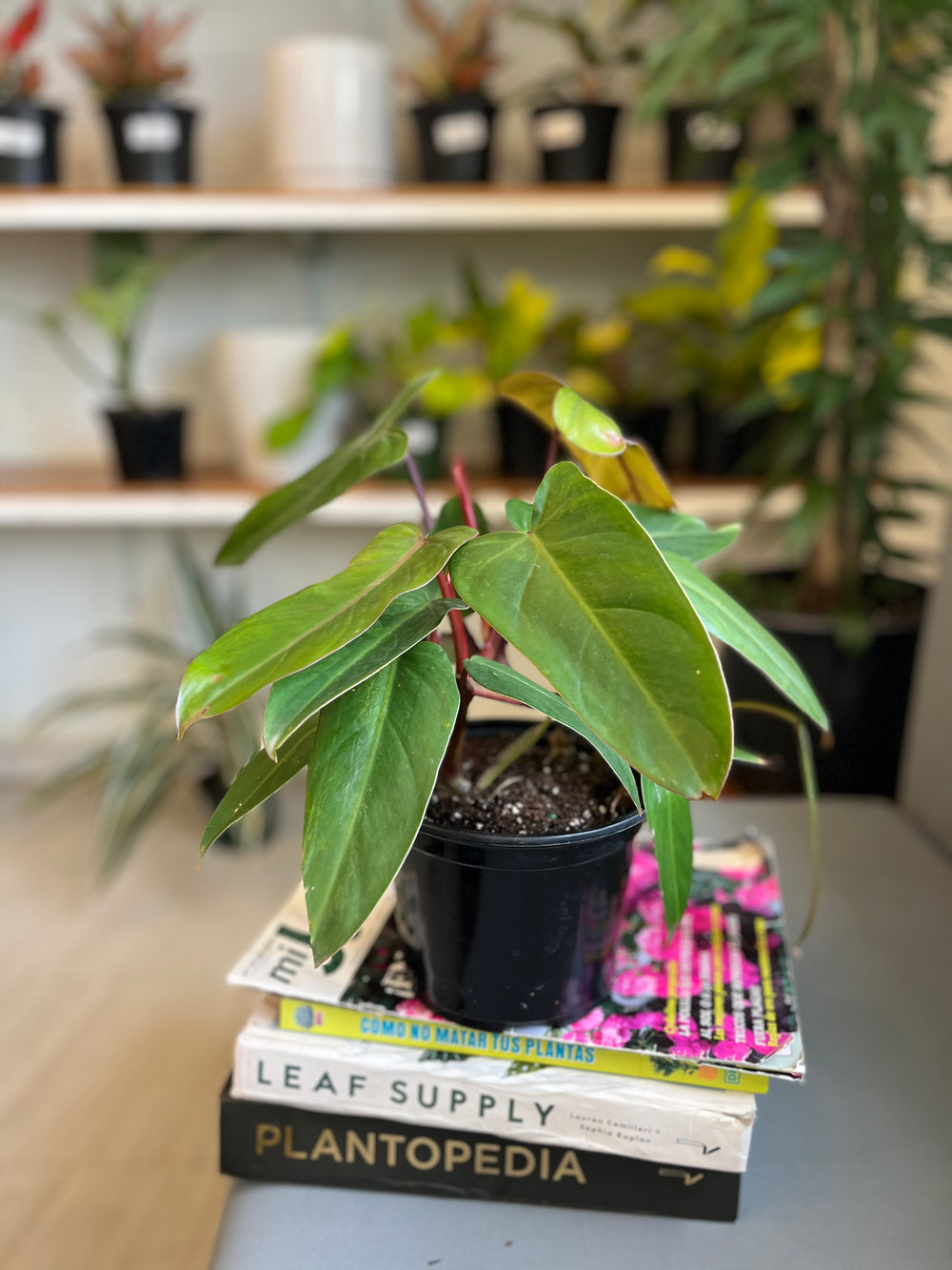 Philodendron Dark Lord 6”