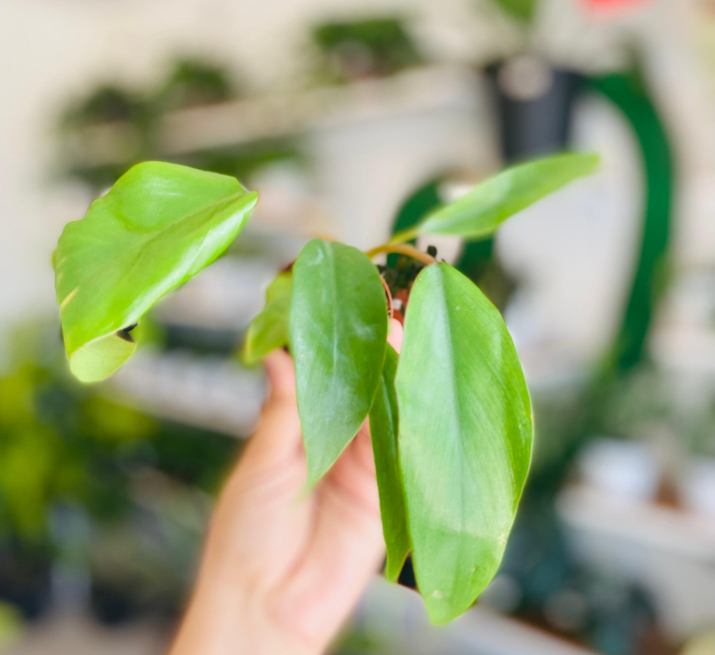 Philodendron Mayoi 2"