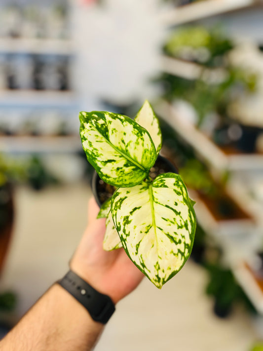 Aglaonema “Super White” 4”