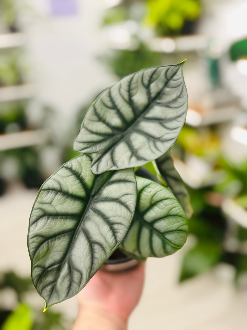 Alocasia Silver Dragon 6”