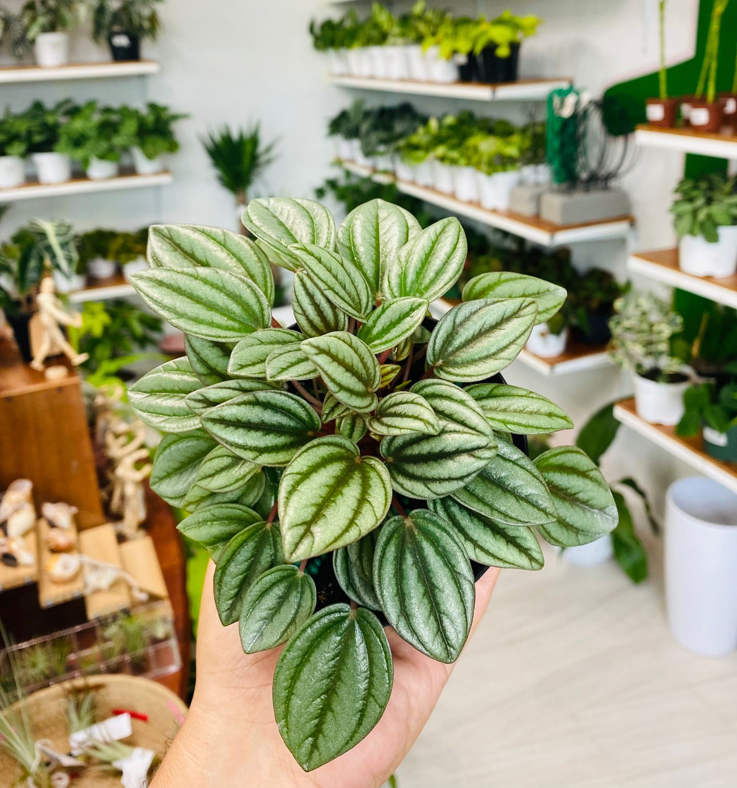 Peperomia San Marino